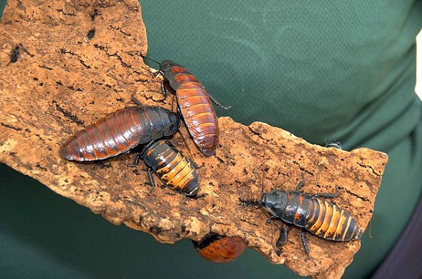 640px-Madagascar_hissing_cockroaches_bugs_gromphadorhina_portentosa