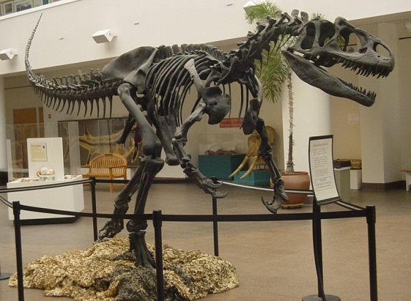 Allosaurus_SDNHM