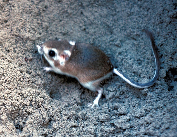 617px-Padre_Island_kangaroo_rat