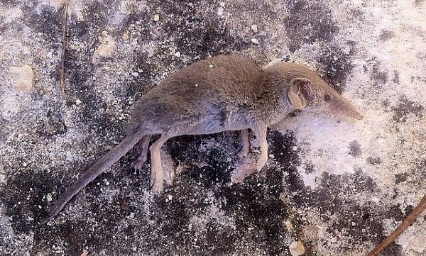 Etruscan_shrew_02