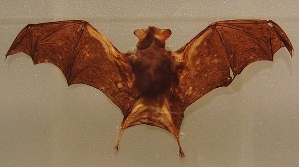 640px-Kitti's_hog-nosed_bat_Stuffed_specimen