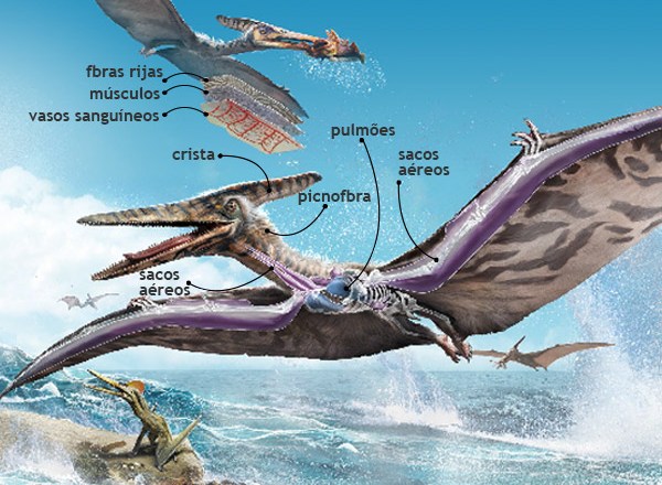 Como era a anatomia de um pterodáctilo?
