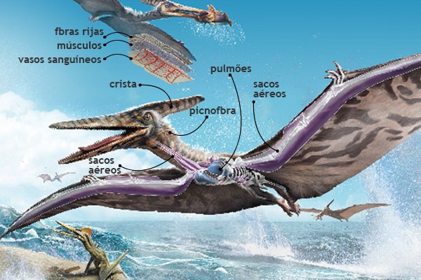 Dinossauro pterodactilo em promoção