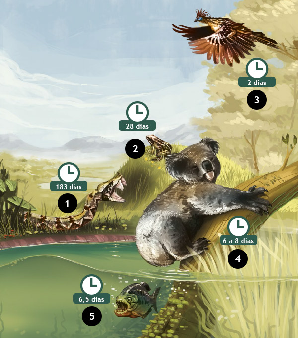 Que animal tem a digestão mais lenta?