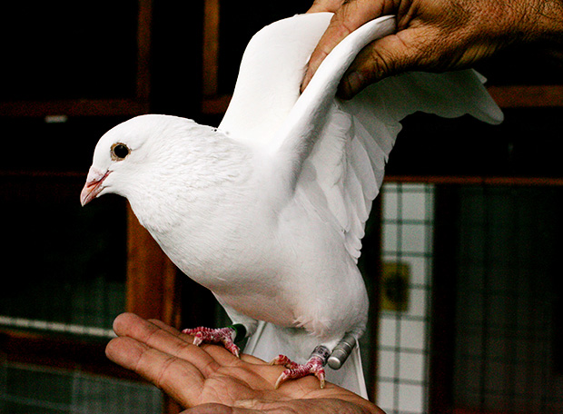 pombo-correio