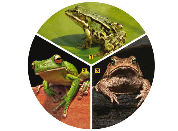 Por que podemos comer carne de rã, mas não de sapo?