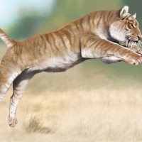 Tigres dentes-de-sabre podem ter mantido os caninos escondidos dentro da  boca