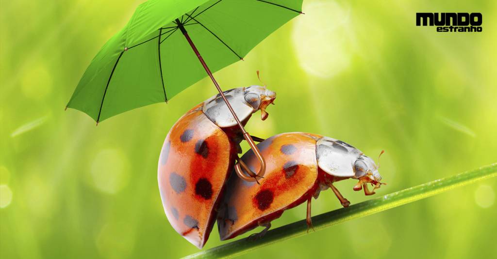 Como fazer sexo ecológico?