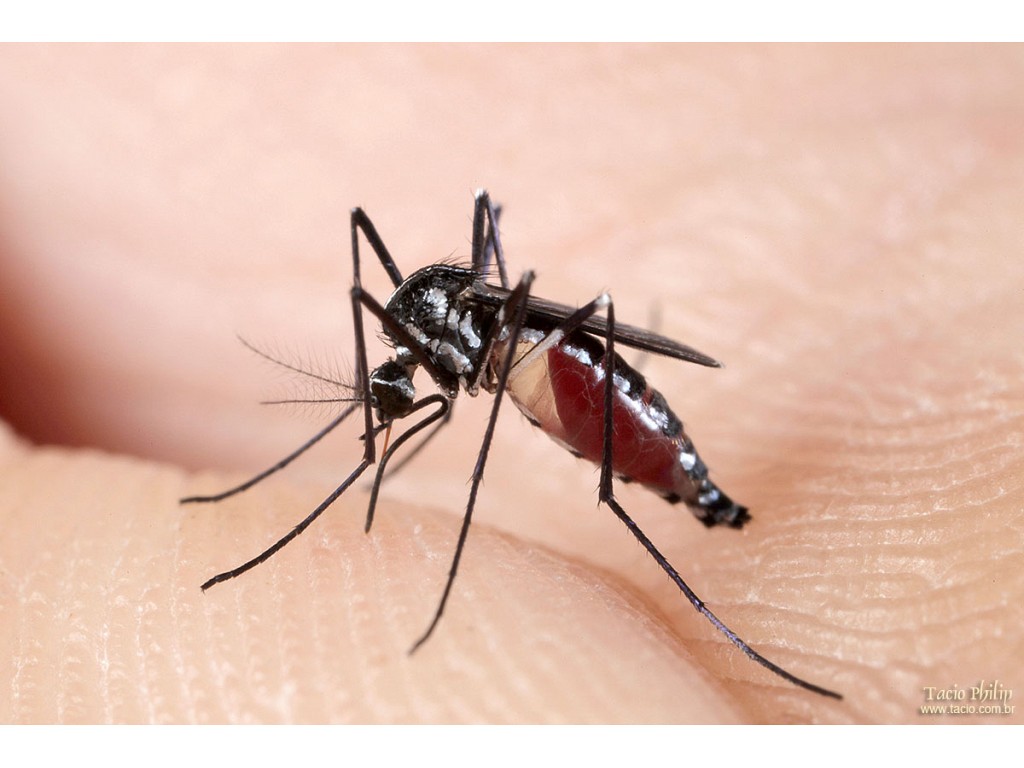 Como é a anatomia de um pernilongo?