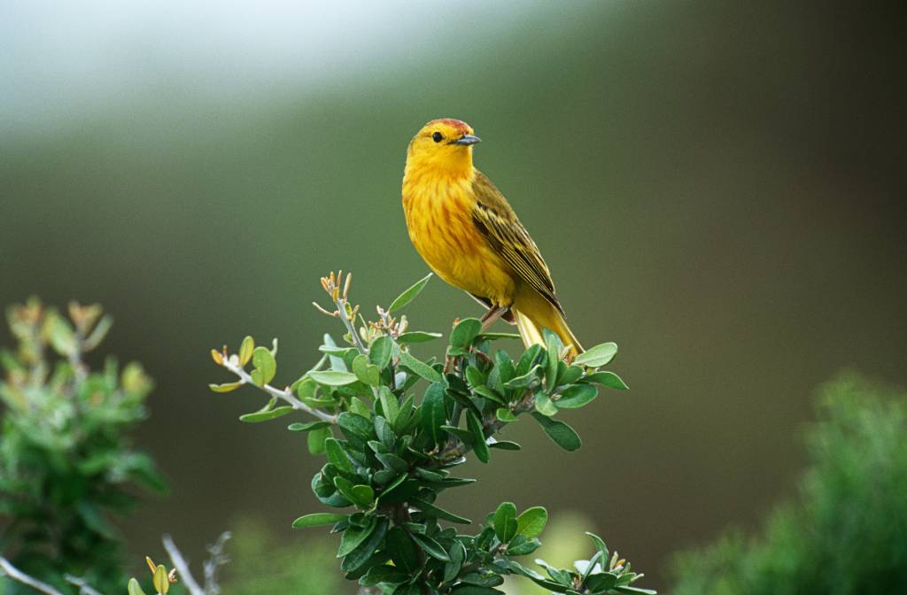 O canto dos pássaros muda ao longo do tempo?