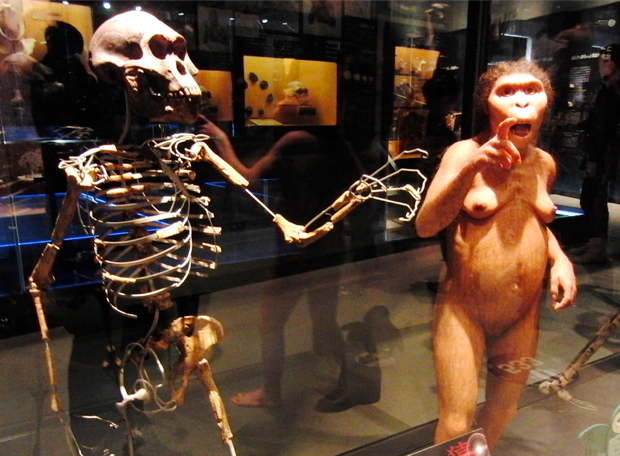 Qual é o fóssil humano mais antigo?