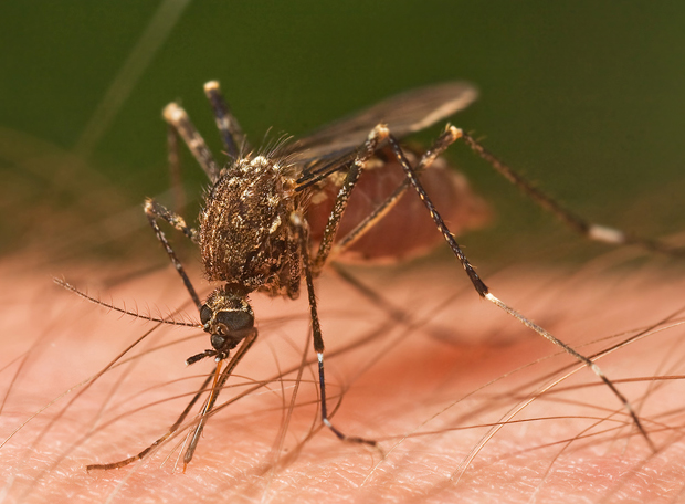 Como funcionam os repelentes de insetos?