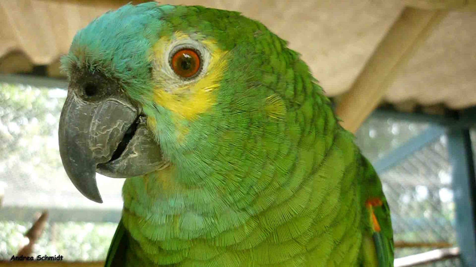 Por que os papagaios falam? | Super