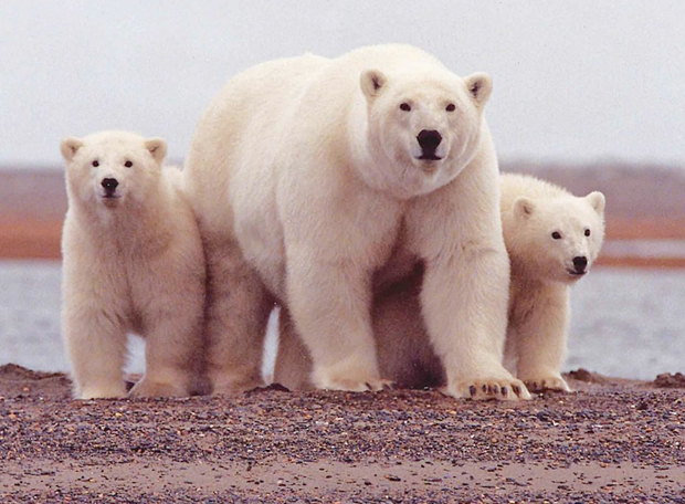 Ursos Polares