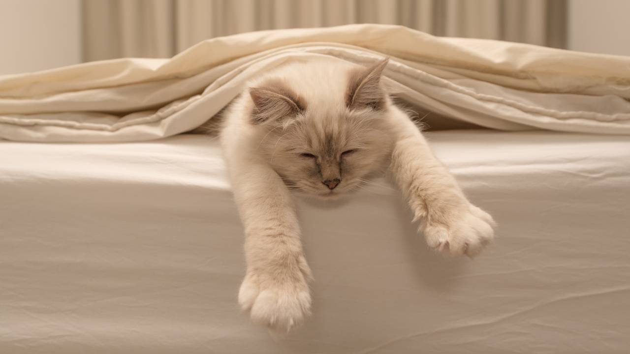 Gato