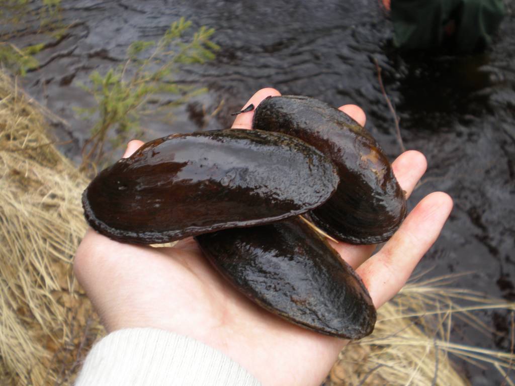Mexilhões de Pérola de água doce Three_Mussels_Margaritifera_margaritifera_in_hand