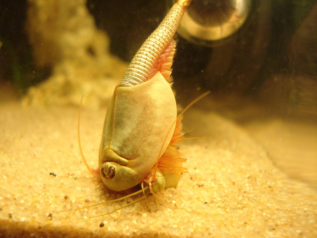 Triops_longicaudatus_eating_his_companion_-_Cannibalism