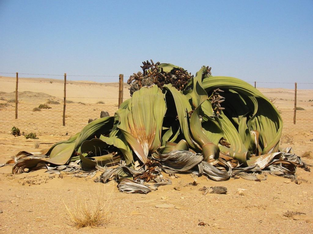Welwitschia_mirabilis(2)