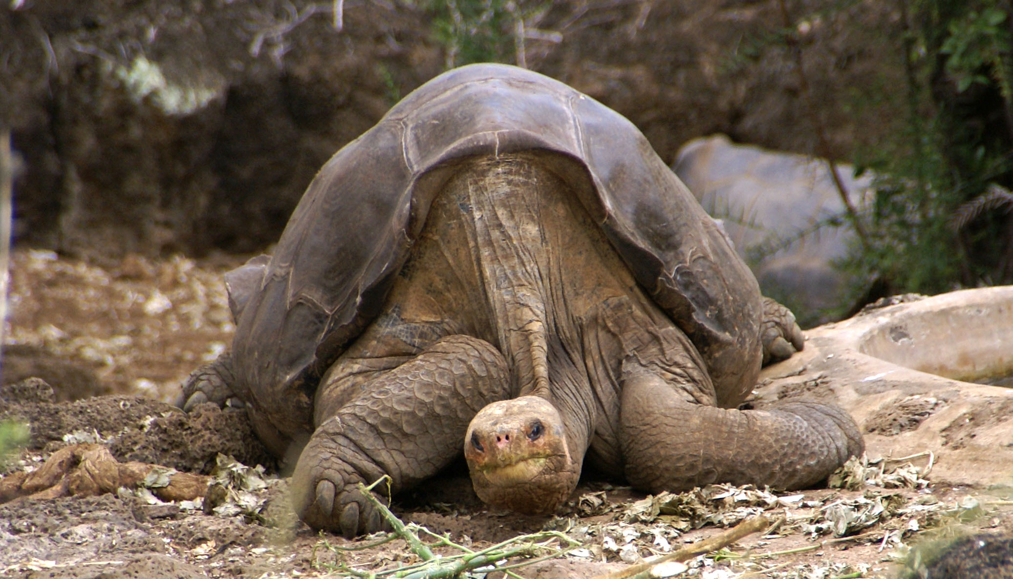 Lonesome_George_-Pinta_giant_tortoise_-Santa_Cruz