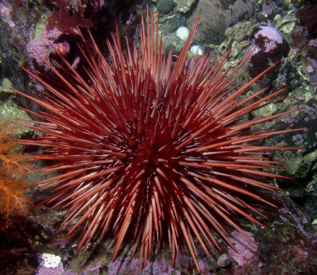 Ouriço-do-mar vermelho Strongylocentrotus_franciscanus