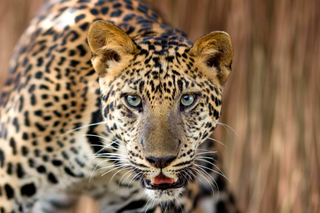 Leopardo