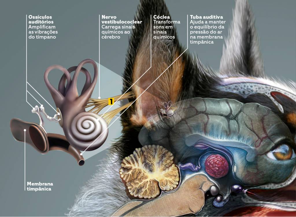 cães 5 - sentidos - audição