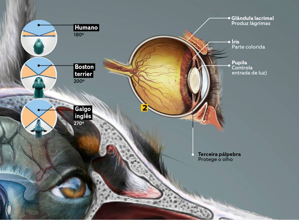cães 6 - sentidos - visão