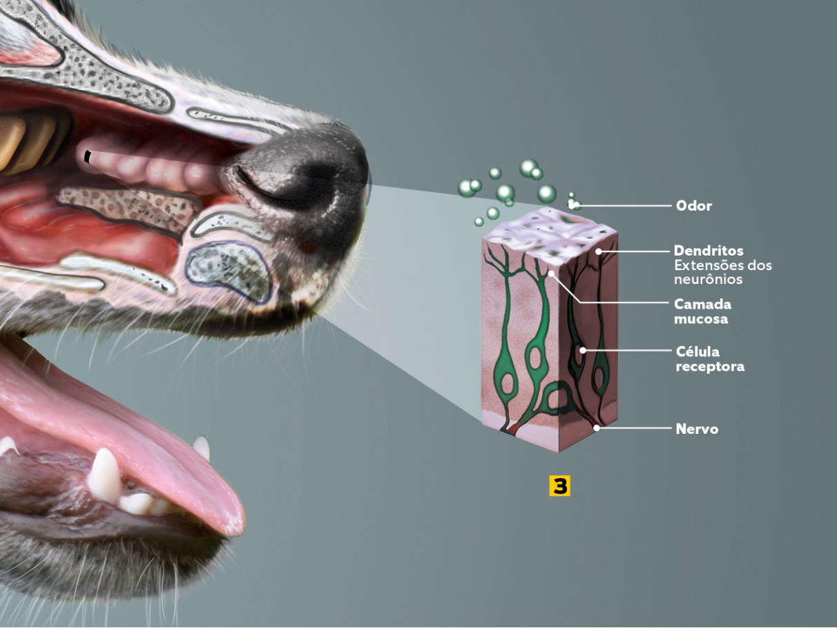 Megainfográfico: como é o corpo de um cachorro | Super