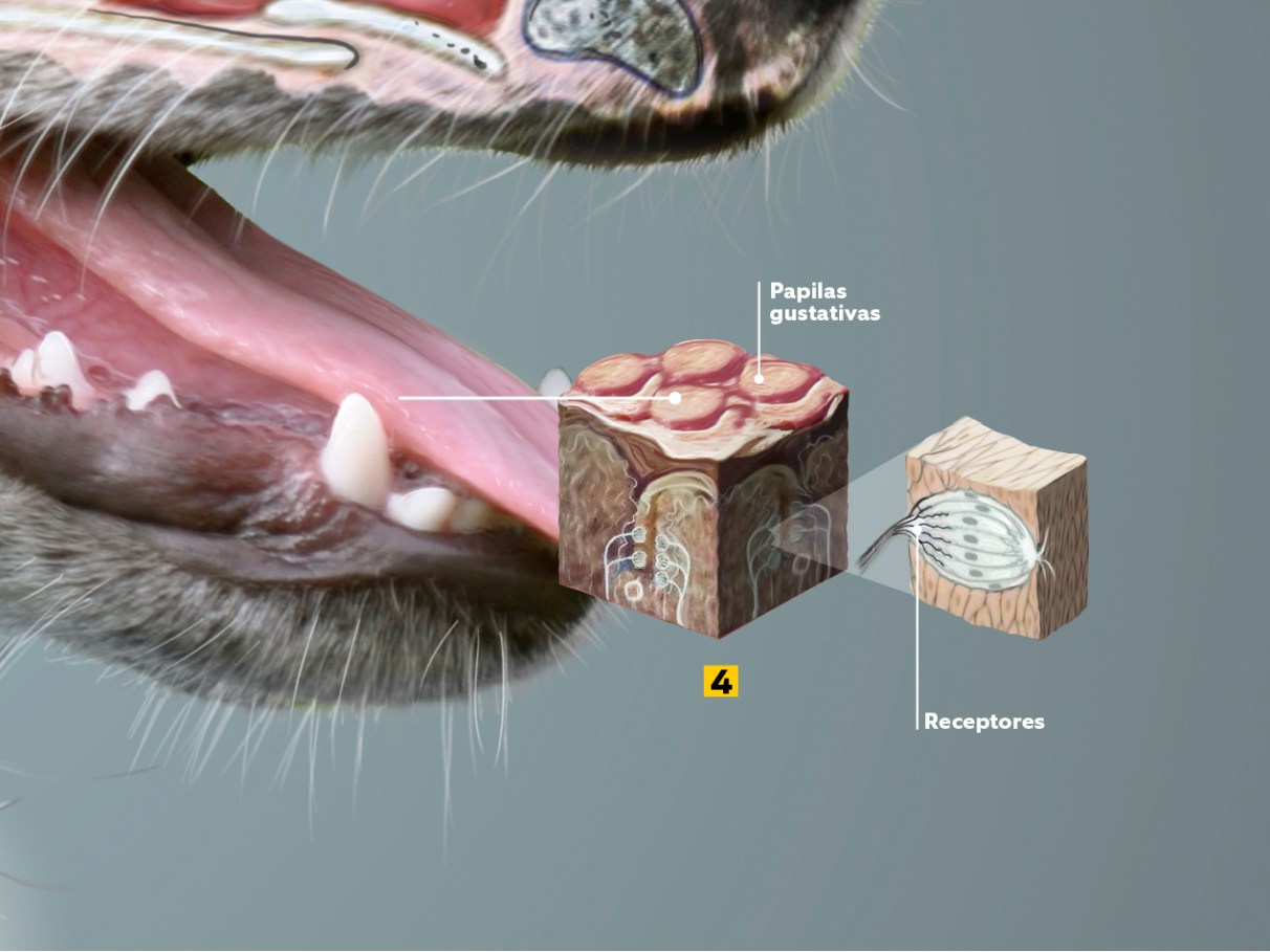 Megainfográfico: como é o corpo de um cachorro | Super