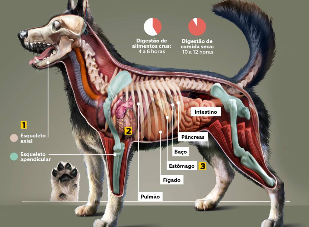 o corpo do cão1