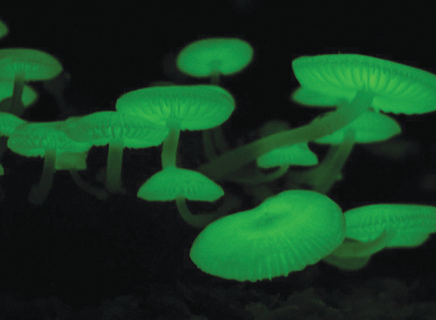 bioluminescencia10