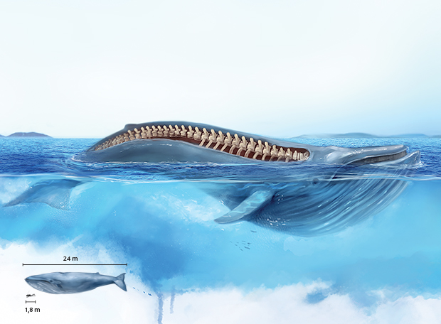 Maior vertebrado baleia-azul