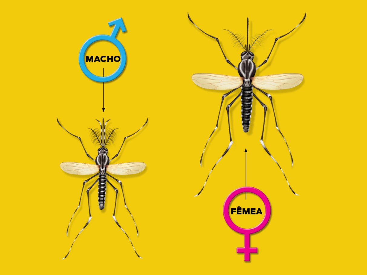 Camiseta Interior do entomologista (anatomia do mosquito)