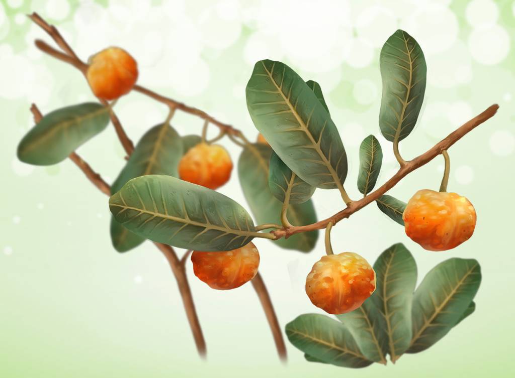 Quais são as frutas nativas do Brasil mais exóticas?