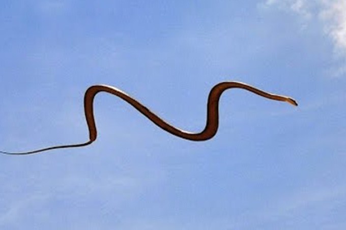 É verdade que existem cobras voadoras?