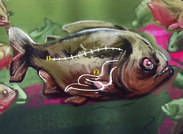 Piranha anatomia
