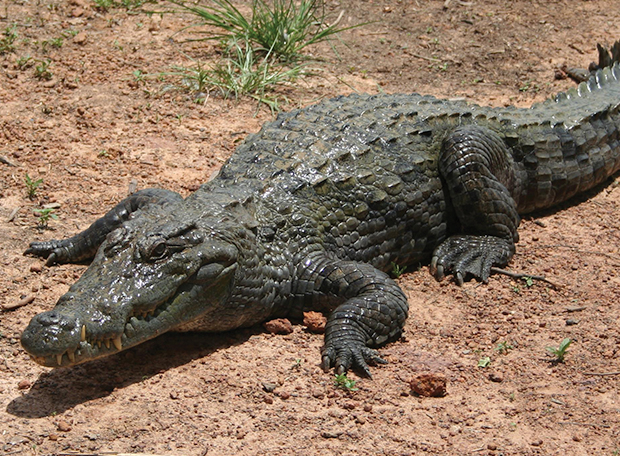 crocodilo