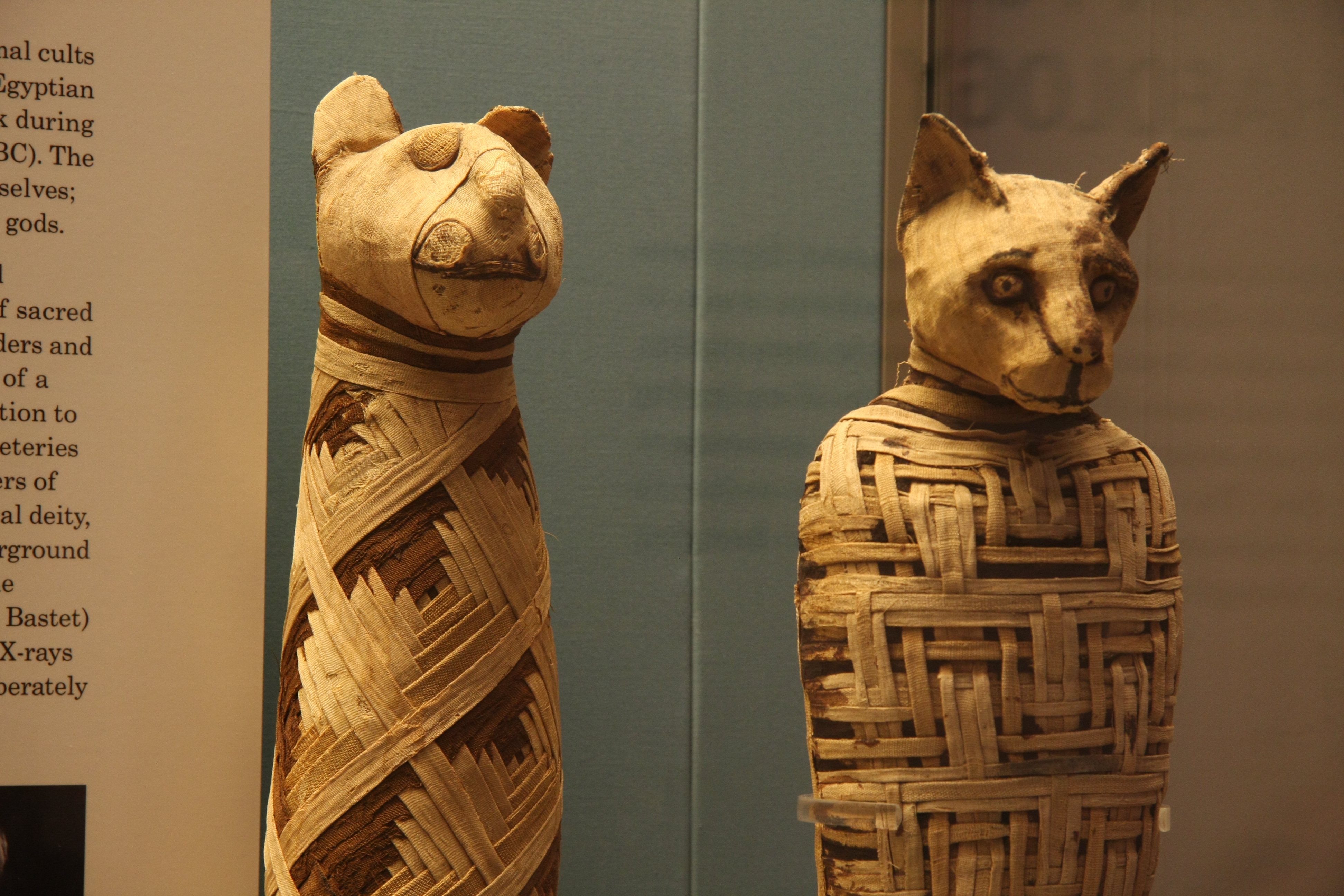 Por que os gatos eram sagrados para os egípcios?