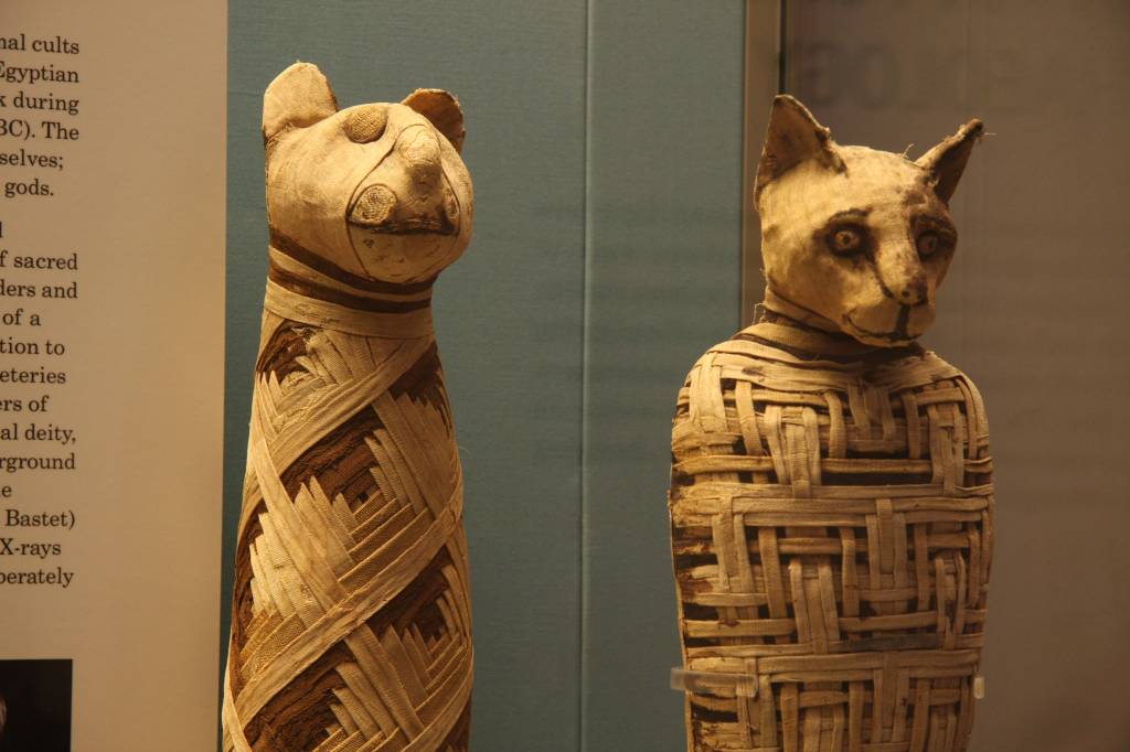 Gatos