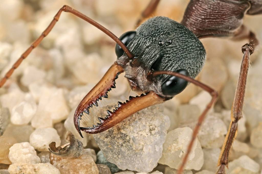 Formiga