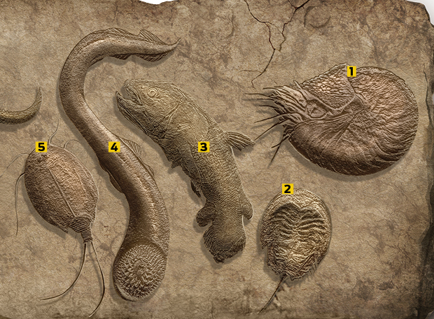 Top 10: As espécies de animais mais antigas da Terra