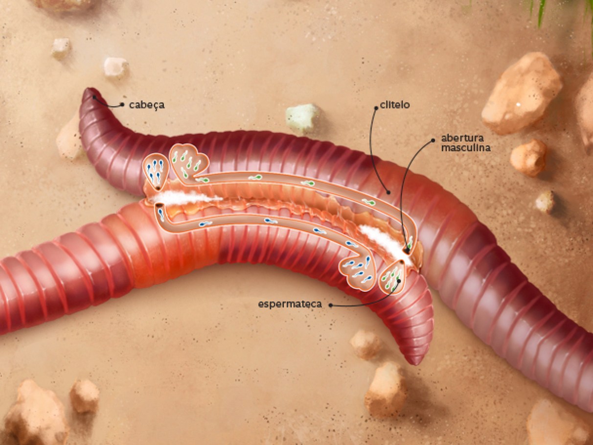 Como é a reprodução das minhocas? | Super