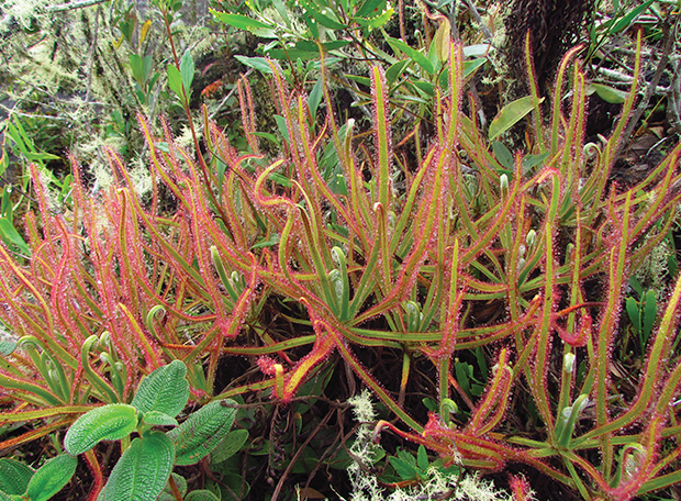 Drosera Magnifica