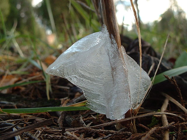 640px-frost-flower-4