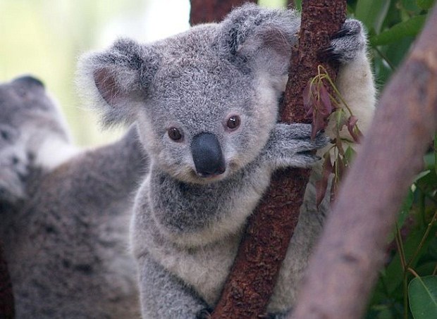 654px-cutest_koala
