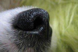 799px-puppys_nose
