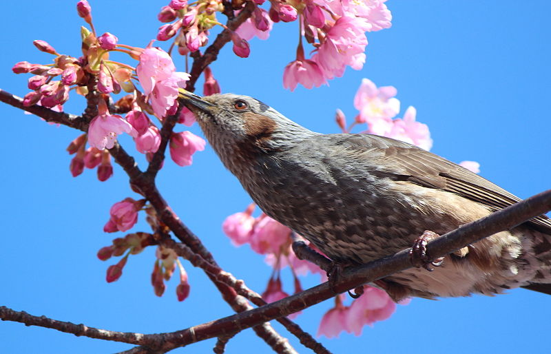 800px-hypsipetes_amaurotis_and_sakura