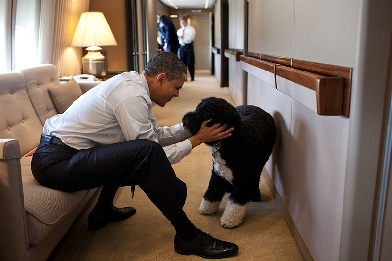 800px-obama_and_bo_on_airforce_one