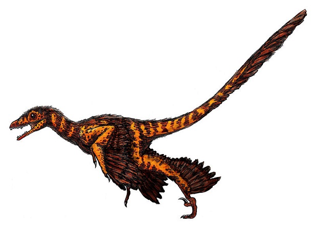 800px-Sinornithosaurus