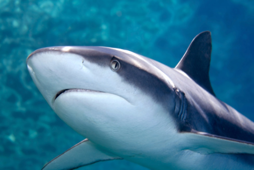 Grey whaler Shark